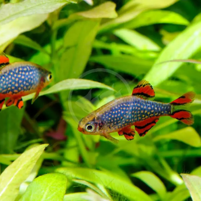 Celestial Pearl Danio: Navigating the Ethereal Beauty and Gentle Nature of Galaxy Rasbora