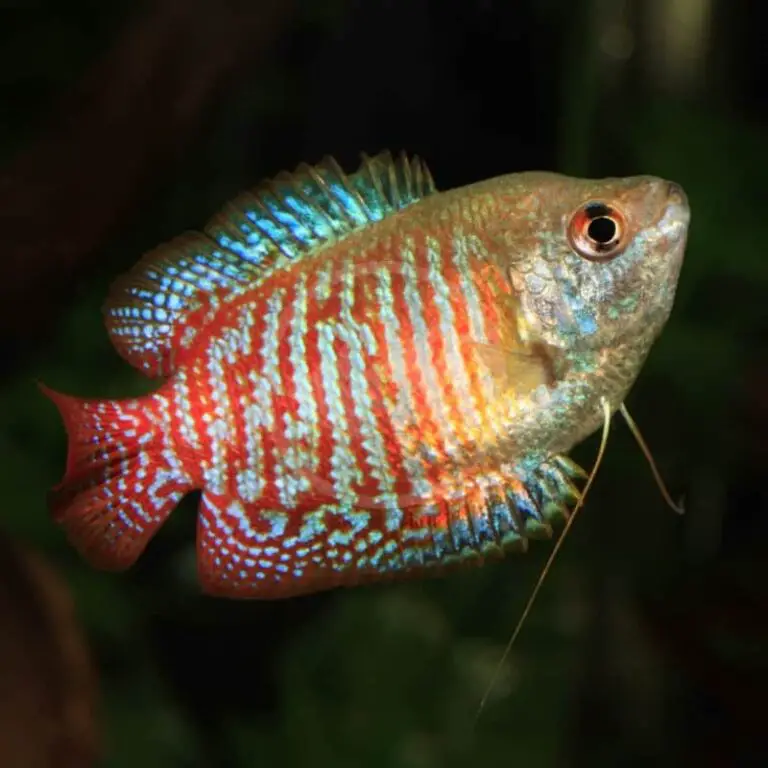 Dwarf Gourami: Unraveling the Mystique of These Colorful Labyrinth Fish in Your Tank