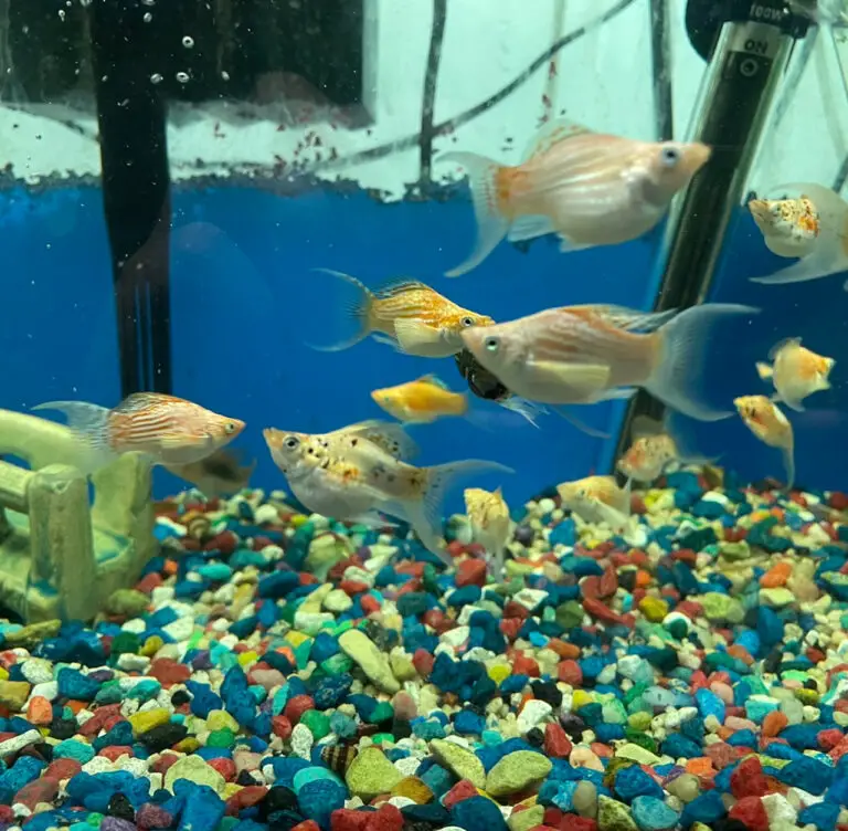 Exploring Molly Fish in Community Aquariums