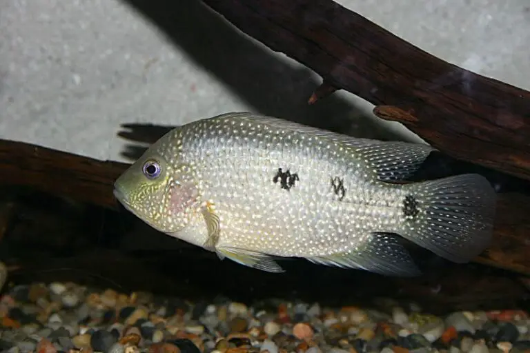 Texas Cichlid: Navigating the Bold Territory of the Proud and Robust Species